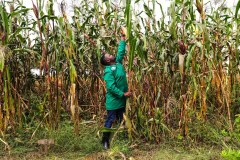 54132832855_14bea95cba_k_54726733519_l