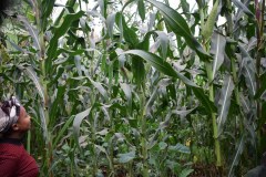 dsc_0275_54726897075_l